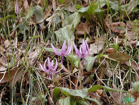 P3250897_P