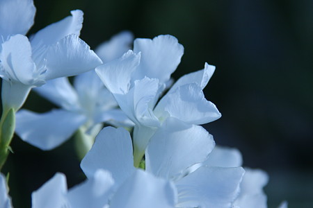 木に咲いていたお花　何かな？