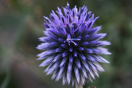 るり色花火？(＠_＠;)　ルリタマアザミでした。