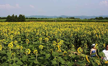 河北潟干拓地ひまわり村