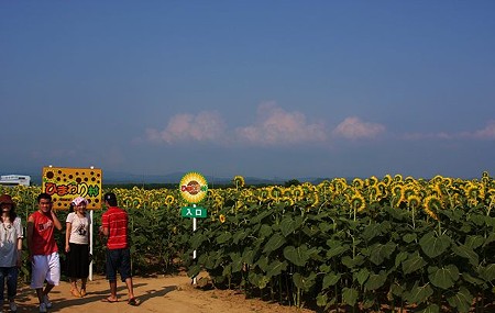 河北潟干拓地ひまわり村(2)　35万本のヒマワリの迷路になっています。