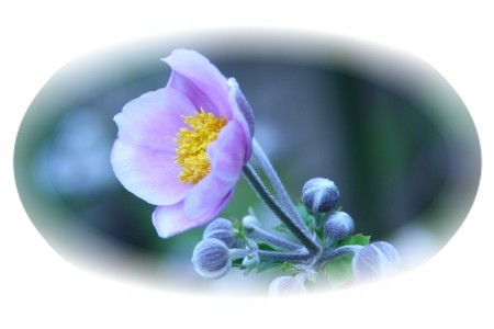 秋明菊