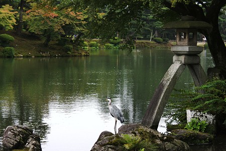 兼六園　ことじ灯籠と鷺