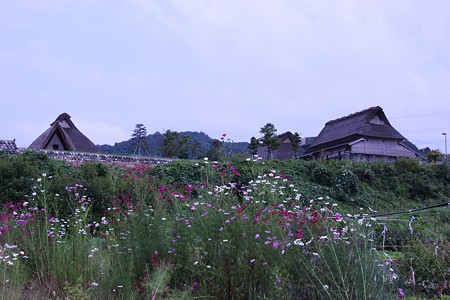 茅葺の家とコスモス