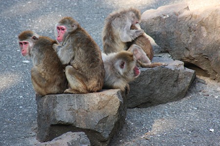 お猿さん仲良く！　森林動物園