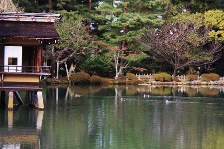 初冬の兼六園　内橋亭とカモ