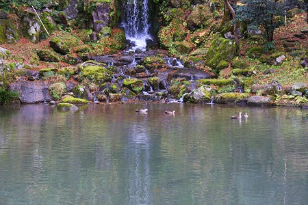 兼六園　瓢池　翠滝（みどりたき）とカモさん