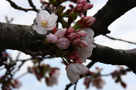 ソメイヨシノ開花！