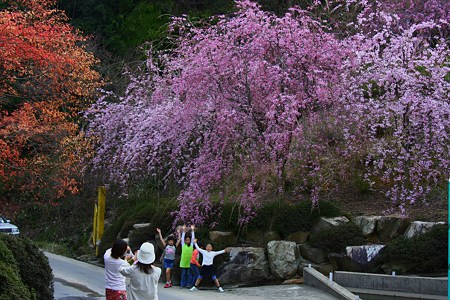 枝垂れ桜の前で　元気に、はいチーズ！