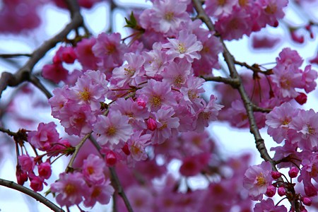 八重枝垂れ桜(2)