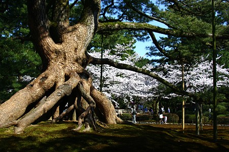 根上がりの松と桜