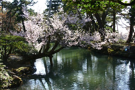 兼六園　瓢池と桜