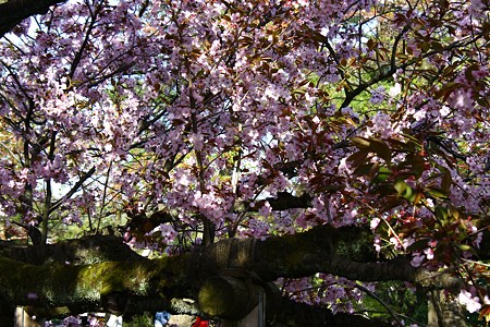 兼六園熊谷桜　太い幹枝！　樹齢300年