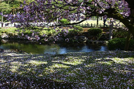 熊谷桜　苔の上に散りゆく！