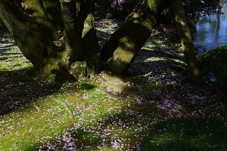 兼六園熊谷桜 　花びら終焉