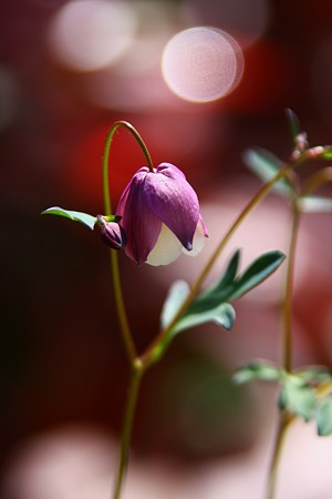 風鈴オダマキ開花！　ポッと点った灯りの中で