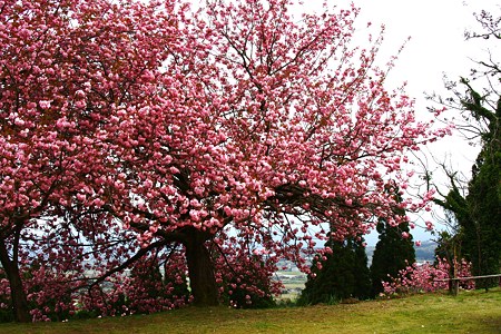 八重桜の大木　　倶梨伽羅峠(石川県と富山県の県境）