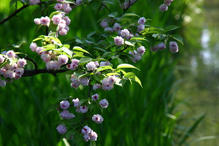 兼六園菊桜(2)