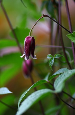 ベル咲きクレマチス　開花！