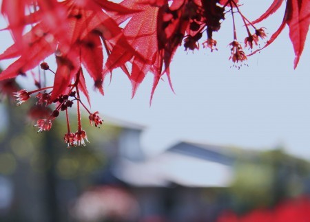 モミジの花