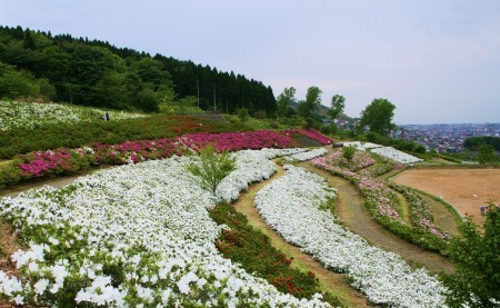 金沢大乗寺山・ツツジ園(1)