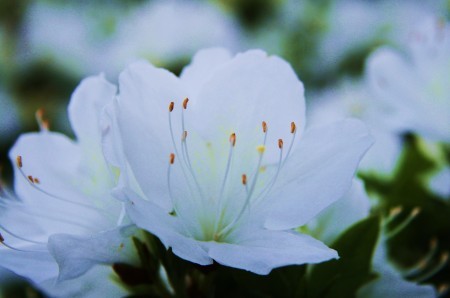 花嫁衣裳…温泉さんにつけていただきました。