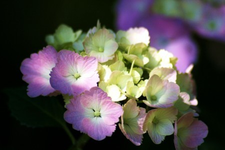 アジサイ（卯辰山花菖蒲園 ）スポットライトを浴びて