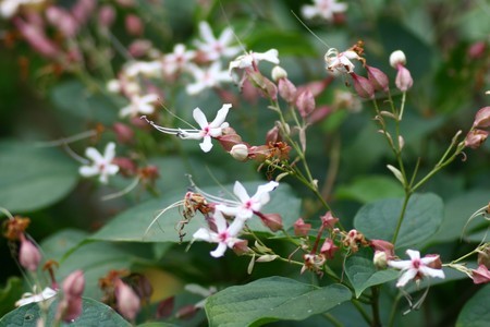 何の花？