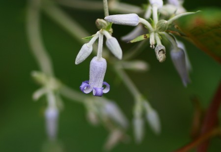 何の花？