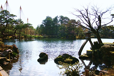 兼六園・ことじ灯籠と唐崎の松