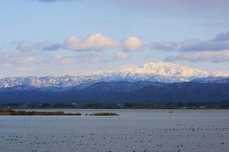 柴山潟と白山　カモ