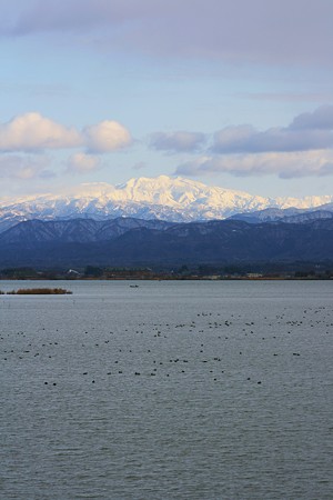 柴山潟と白山　カモ