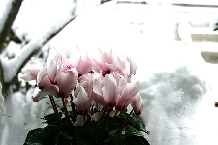 シクラメンと外の雪(1)