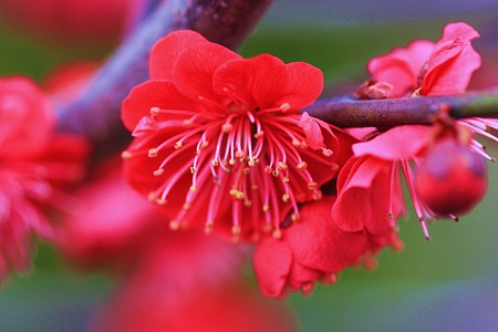 鹿児島紅梅　蕾はこんな感じです。（中央下、右）