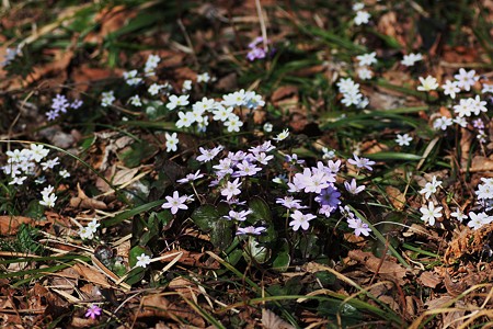 能登・猿山岬・雪割草群生地