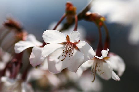 桜(1)　 (＠＾＾＠）