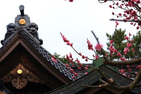 尾山神社梅