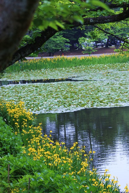 奥卯辰山健民公園 大池 写真共有サイト フォト蔵