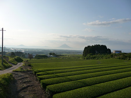 開聞岳と茶畑