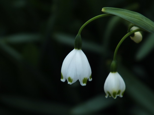 DSCF0555