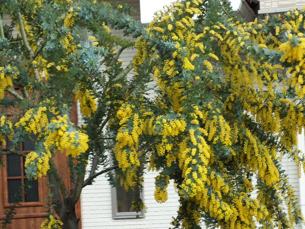 DSCF0601