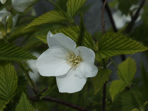 DSCF0242