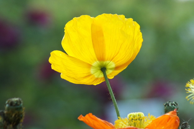 DSCF0347