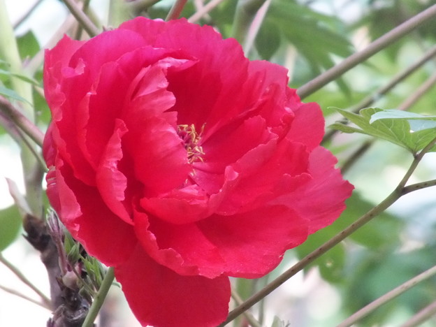 DSCF0824