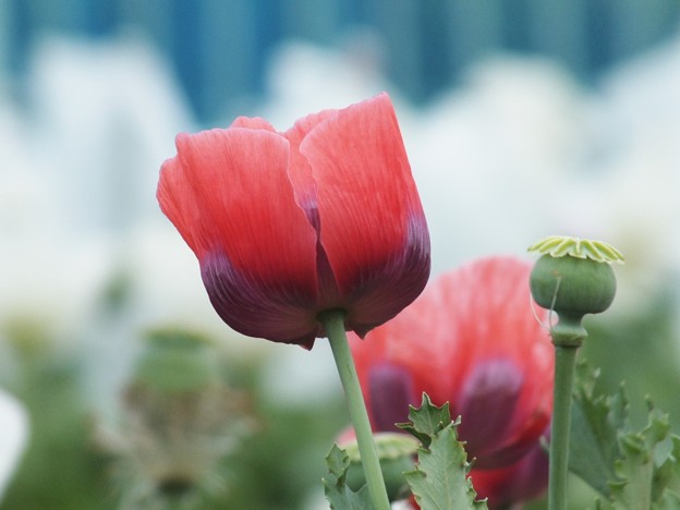 DSCF0306