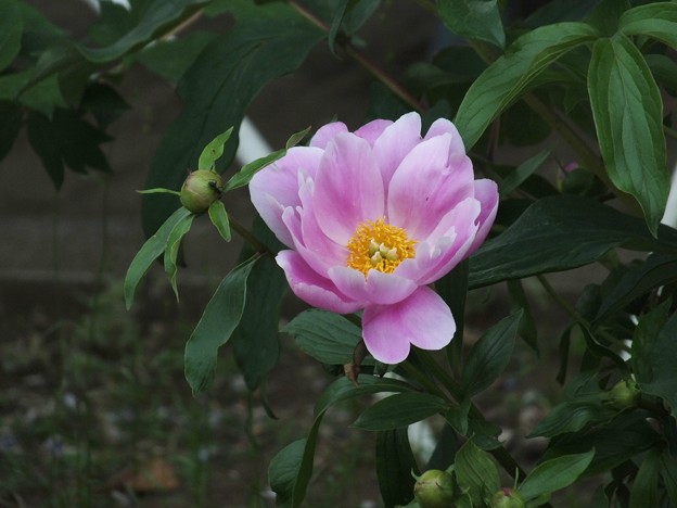 DSCF0506