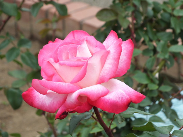 DSCF0148