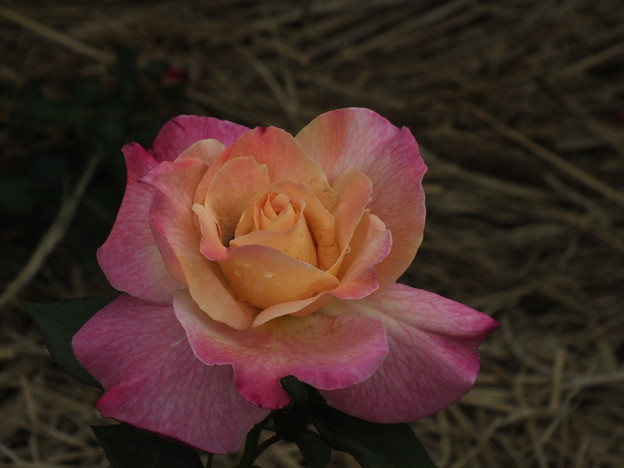 DSCF0388