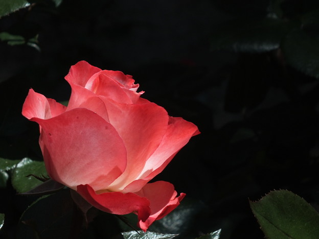 DSCF0058