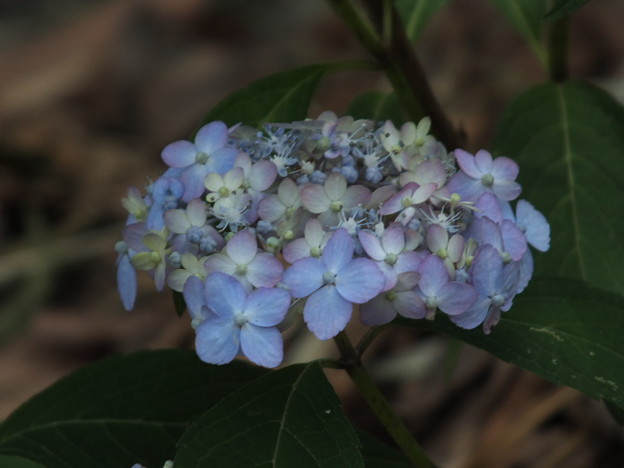 DSCF0061
